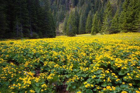 Yellow spring flowers. Wild buttercups in the marshland near the spruce forest. Blooming mountain valleyの写真素材