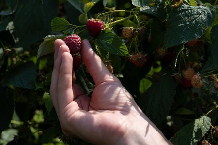 Picking raspberries from a bush in the garden. Autumn harvest of homemade berriesの写真素材