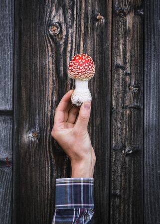 Symbol of autumn - red fly agaric (amanita muscaria). Beautiful but poisonous mushroomの写真素材