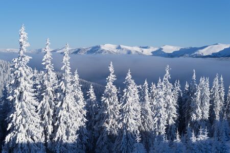 Snowy spruce forest in the mountains. Winter landscape on a sunny frosty day with snowcapped mountain peaks and blue skyの写真素材