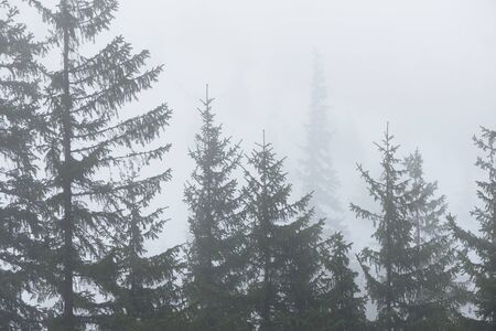 Abstraction in nature. Spruce trees in the fog. Bad weather with high humidity. Forest landscape in...