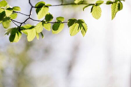 Spring background with green foliageの写真素材