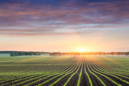Field with rows of young corn. Sunrise in the countryside.の写真素材