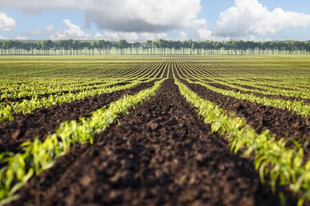 Field with rows of young corn. Agricultural landscape on a sunny day