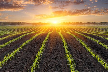 Sunrise over a field of young corn. Natural background for design on the theme of the agricultural industryの写真素材