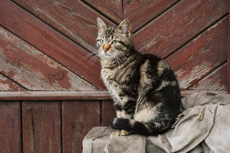 Country cat sitting on the background of a brown wooden wallの写真素材