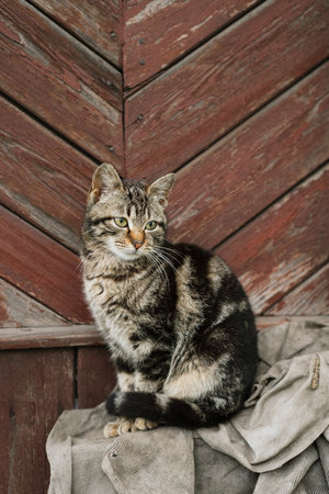 Card with cute cats on a brown wooden wall backgroundの写真素材
