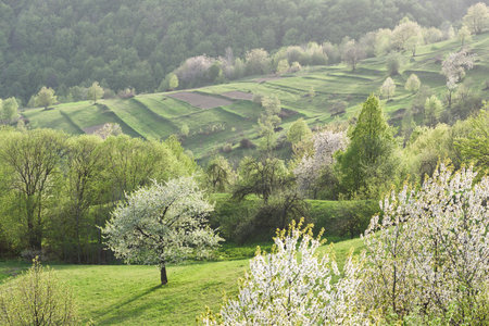 Spring landscape with cherry trees in full bloomの写真素材