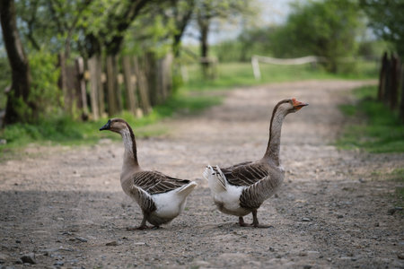Two gray goose from a home farm on a rural road. Domesticated waterfowlの写真素材