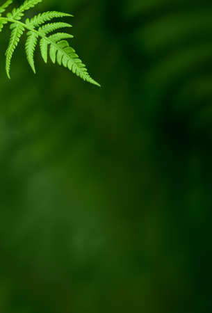 Spring green natural background with fern leaf and blurred bokehの写真素材