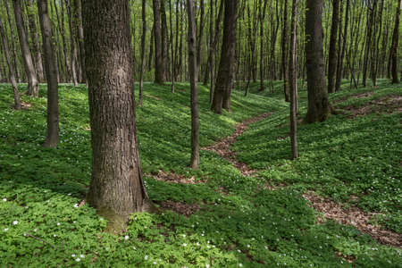 Spring landscape with footpath and white flowers in the forest