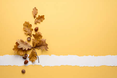 Autumn background with oak leaves and note paper for copy space for textの写真素材