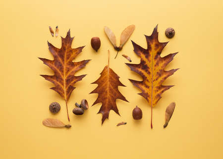 Autumn card with a composition of fallen leaves and acorns on a yellow backgroundの写真素材
