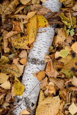 Natural background with autumn forest cover with fallen leavesの写真素材