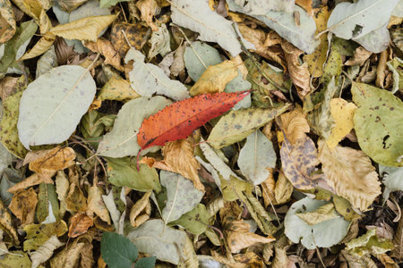 Nature background with texture of autumn forest cover with fallen leaves
