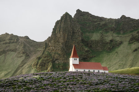 Church on a hill in the Vik town and blooming lupines in Icelandの写真素材