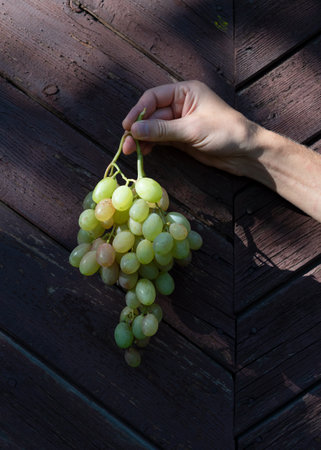 Bunch of green grapes in a hand on a dark backgroundの写真素材