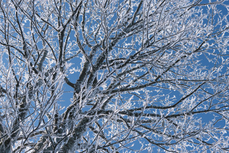 Hoar frost on tree branches against the blue skyの写真素材