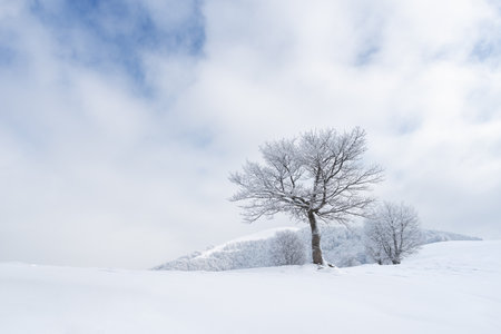 Winter landscape with a tree in the snowy mountainsの写真素材