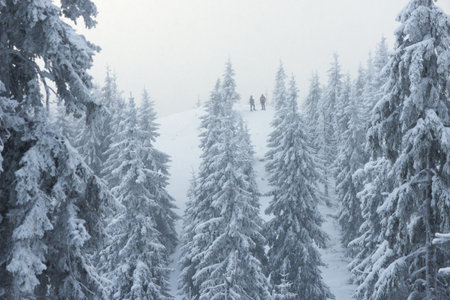Two Men Hikers Standing on a Hill in a Snowy Mountain Forest During a Snowfallの写真素材