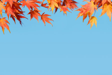 Autumn Background with Vibrant Orange Maple Leaves Against a Blue Sky With Copy Spaceの写真素材