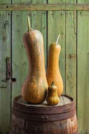 Autumn Harvest of Butternut Squash on a Rustic Wooden Barrel Against a Green Backgroundの写真素材