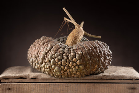 Marina Di Chioggia Pumpkin On Burlap Over Rustic Wooden Box Against Dark Backgroundの写真素材