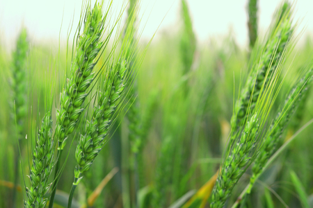 raw wheat fieldの写真素材