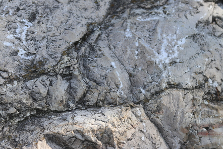 Gray color stone texture with small plantsの写真素材