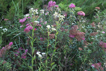 Beautiful wild flowers backgroundの写真素材