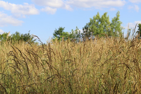 Yellow brown field with blue sky backgroundの写真素材