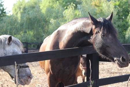 Two horses behind the fence with trees on the backgroundの写真素材