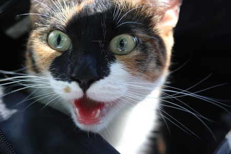 Frontal cat portrait with her tongue outの写真素材