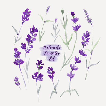 Set Lavender flowers elements. Botanical illustrations are drawn by handの写真素材