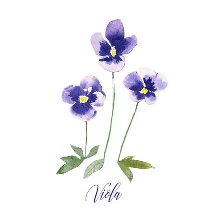 Small hand drawn watercolor pansies. Pansy plant with flowers isolated on white backgroundの写真素材