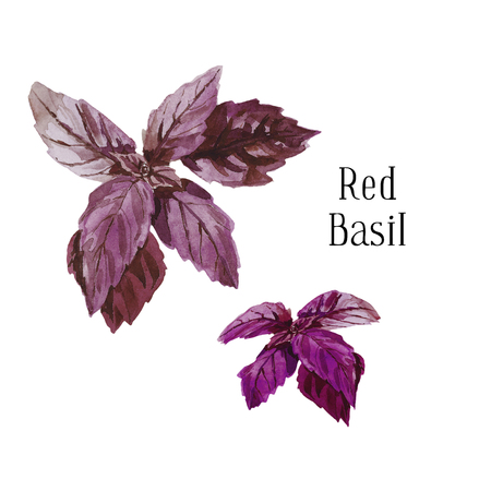 Fresh red violet watercolor basil leaves isolated on white background Single plant, top view from above. Eco food realistic illustration.の写真素材