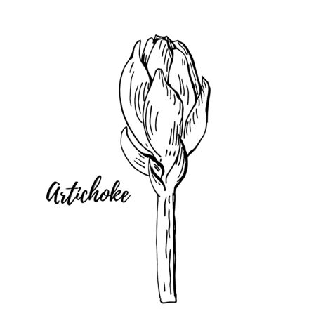 Fresh artichoke hand drawn ink vector illustration isolated on white. Fresh vegetable objects. Detailed vegetarian food drawing. Farm market product for menu, label, iconの写真素材