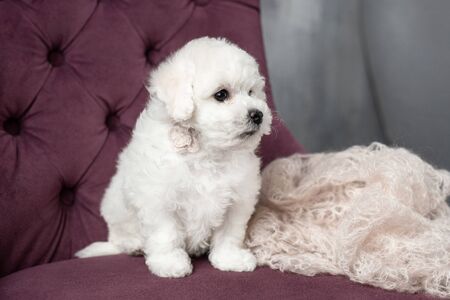 little small white puppy Bichon Frize on a chair. looking up. copy spaceの写真素材