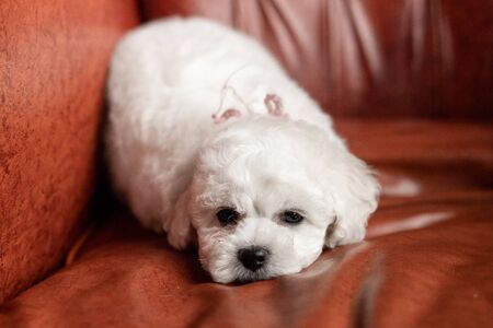 little small white puppy Bichon Frize on a chair. looking up. copy spaceの写真素材