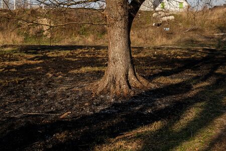 Tree continue grow after severe fire damage. Black and dry grass and branches in forestの写真素材