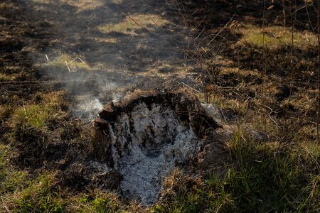 The grass is smoking after fire. Natural disaster damage of tree, damage a part of grass. Close up stump in the smokeの写真素材