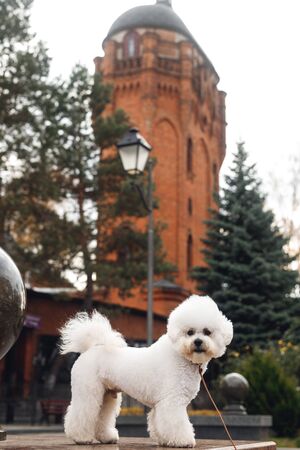 Small white puppy Bichon Frize on the street. Side view of white dog muzzle in camera with big tower on the back backgroundの写真素材