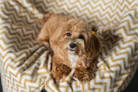 Toy poodle lying on white yellow cover and look in camera. Close up portrait of ginger dogの写真素材