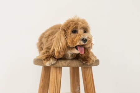 Toy poodle lying on wood chair and show tongue in camera. The portrait of ginger dogの写真素材