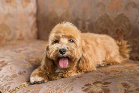 Toy poodle lying on brown sofa and show tongue in camera. Close up portrait of ginger dogの写真素材