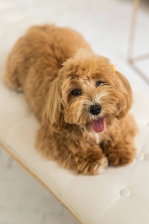 Toy poodle lying on white armhair and muzzle and look in camera. The close up portrait of ginger dogの写真素材