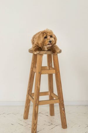 Cute toy poodle lying on wood chair and show tongue in camera. The portrait of ginger dogの写真素材