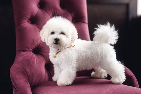 A little white Bichon Frize stand and look in camera. White puppy on violet armchairの写真素材