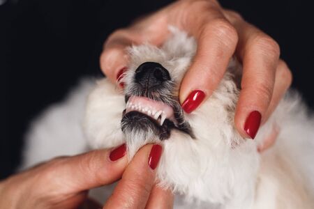 Evaluation of teeth Bichon Frize. Close up white fluffy dogの写真素材