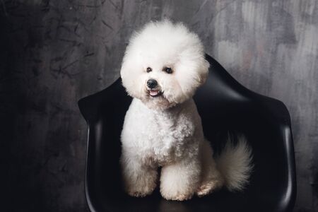 A close up white Bichon Frize muzzle in camera. White puppy on black chairの写真素材